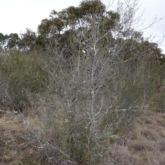 Bursaria spinosa (Native Blackthorn, Sweet Bursaria) at Greenway, ACT - 21 Aug 2016 by SteveC