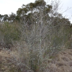 Bursaria spinosa at Greenway, ACT - 21 Aug 2016 01:05 PM