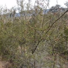 Bursaria spinosa at Greenway, ACT - 21 Aug 2016