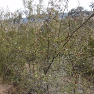 Bursaria spinosa at Greenway, ACT - 21 Aug 2016