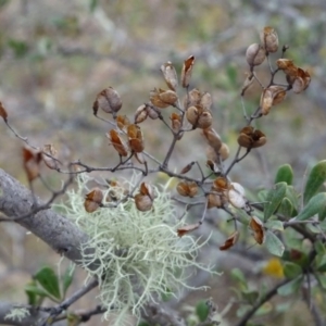 Bursaria spinosa at Greenway, ACT - 21 Aug 2016