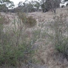 Bursaria spinosa at Greenway, ACT - 21 Aug 2016