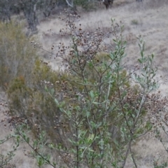 Bursaria spinosa at Greenway, ACT - 21 Aug 2016