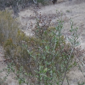 Bursaria spinosa at Greenway, ACT - 21 Aug 2016