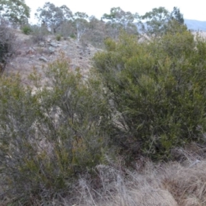 Callistemon sieberi at Greenway, ACT - 30 May 2016