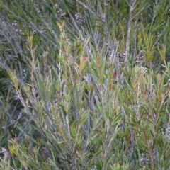 Callistemon sieberi at Greenway, ACT - 30 May 2016