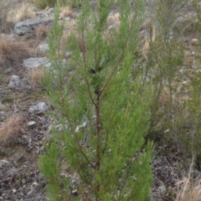 Callitris endlicheri (Black Cypress Pine) at Greenway, ACT - 10 Jul 2016 by SteveC