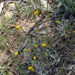 Chrysocephalum apiculatum (Common Everlasting) at Greenway, ACT - 19 Nov 2016 by SteveC