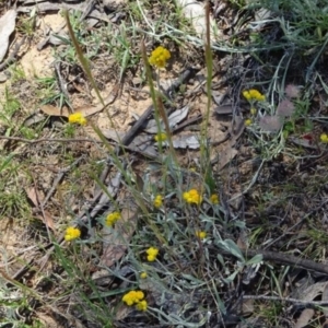 Chrysocephalum apiculatum at Greenway, ACT - 19 Nov 2016 12:00 AM