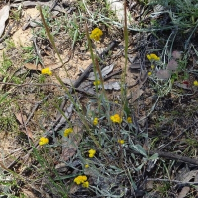 Chrysocephalum apiculatum (Common Everlasting) at Greenway, ACT - 18 Nov 2016 by SteveC