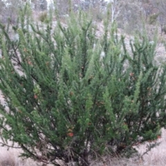 Grevillea juniperina (Grevillea) at Greenway, ACT - 30 May 2016 by SteveC