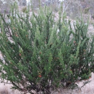 Grevillea juniperina at Greenway, ACT - 30 May 2016