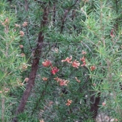 Grevillea juniperina at Greenway, ACT - 30 May 2016