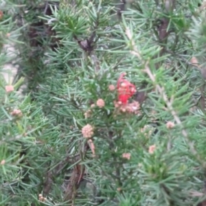 Grevillea juniperina at Greenway, ACT - 30 May 2016 12:00 AM