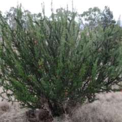 Grevillea juniperina at Greenway, ACT - 30 May 2016