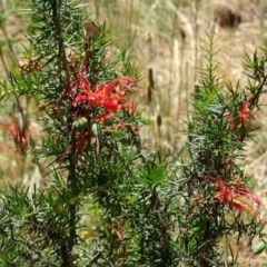 Grevillea juniperina at Greenway, ACT - 30 May 2016 12:00 AM