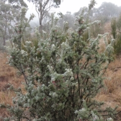 Grevillea lanigera (Woolly Grevillea) at Greenway, ACT - 29 Aug 2016 by SteveC