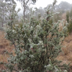 Grevillea lanigera at Greenway, ACT - 29 Aug 2016 12:00 AM