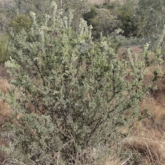 Grevillea lanigera at Greenway, ACT - 29 Aug 2016