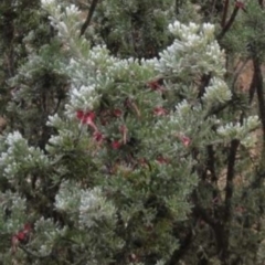 Grevillea lanigera at Greenway, ACT - 29 Aug 2016