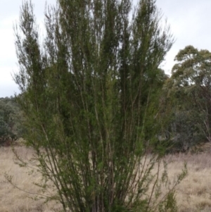 Kunzea ericoides at Greenway, ACT - 21 Aug 2016 01:14 PM