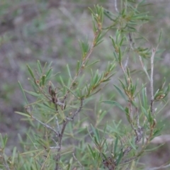 Kunzea ericoides at Greenway, ACT - 21 Aug 2016 01:14 PM