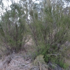 Kunzea ericoides at Greenway, ACT - 21 Aug 2016 01:14 PM