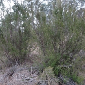 Kunzea ericoides at Greenway, ACT - 21 Aug 2016 01:14 PM