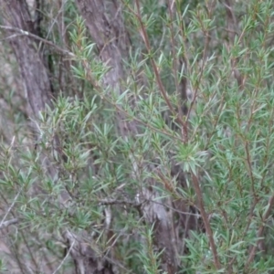 Kunzea ericoides at Greenway, ACT - 21 Aug 2016