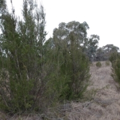 Kunzea ericoides at Greenway, ACT - 21 Aug 2016 01:14 PM