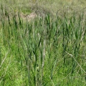 Phragmites australis at Greenway, ACT - 27 Nov 2016 04:28 PM