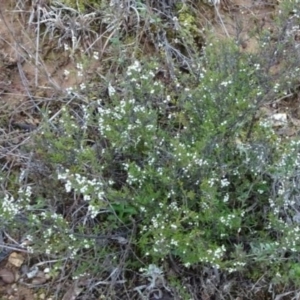 Cryptandra amara at Greenway, ACT - 25 Sep 2016 12:00 AM