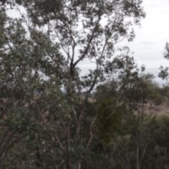Amyema (genus) (Mistletoe) at Greenway, ACT - 10 Jul 2016 by SteveC