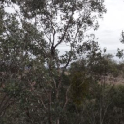 Amyema sp. (Mistletoe) at Greenway, ACT - 9 Jul 2016 by SteveC