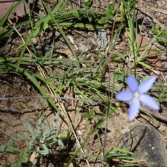 Wahlenbergia sp. (Bluebell) at Greenway, ACT - 18 Nov 2016 by SteveC