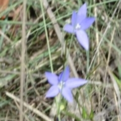 Wahlenbergia sp. at Greenway, ACT - 19 Nov 2016 12:00 AM