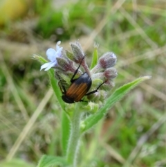 Phyllotocus navicularis (Nectar scarab) at Tidbinbilla Nature Reserve - 17 Dec 2016 by galah681