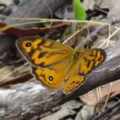 Heteronympha merope (Common Brown Butterfly) at Paddys River, ACT - 17 Dec 2016 by galah681