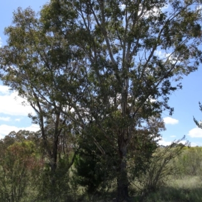 Eucalyptus melliodora (Yellow Box) at Greenway, ACT - 27 Nov 2016 by SteveC
