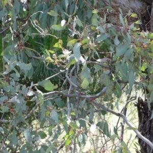 Eucalyptus melliodora at Greenway, ACT - 27 Nov 2016