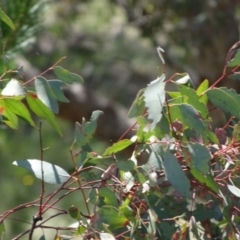 Eucalyptus melliodora at Greenway, ACT - 27 Nov 2016