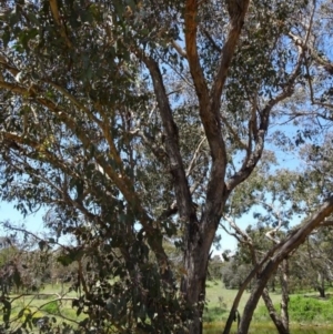 Eucalyptus dives at Greenway, ACT - 19 Nov 2016 12:00 AM