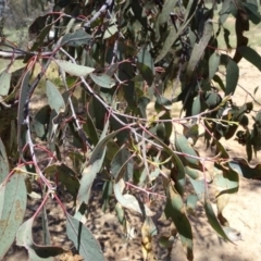 Eucalyptus dives at Greenway, ACT - 19 Nov 2016 12:00 AM