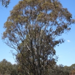Eucalyptus melliodora (Yellow Box) at Greenway, ACT - 18 Nov 2016 by SteveC