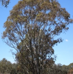 Eucalyptus melliodora at Greenway, ACT - 19 Nov 2016 12:00 AM