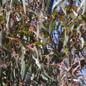 Eucalyptus melliodora at Greenway, ACT - 19 Nov 2016 12:00 AM