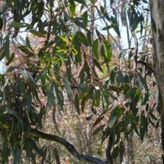 Eucalyptus melliodora at Greenway, ACT - 19 Nov 2016 12:00 AM