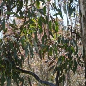 Eucalyptus melliodora at Greenway, ACT - 19 Nov 2016 12:00 AM