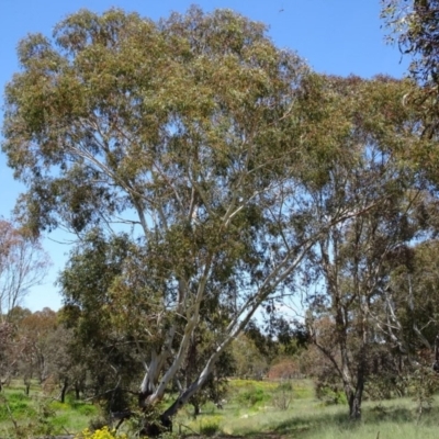 Eucalyptus mannifera at Greenway, ACT - 27 Nov 2016 by SteveC