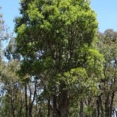 Eucalyptus polyanthemos subsp. polyanthemos (Red Box) at Greenway, ACT - 19 Nov 2016 by SteveC